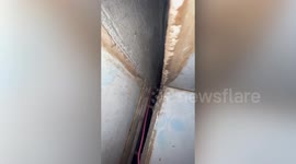 Kitten trapped behind family's kitchen cabinet rescued