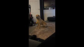 Willow the dog: hilarious zoomies and rug digging delight UK