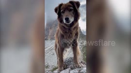 Rescue dogs travel Europe - climbing mountains in Norway, sailing across lakes in Switzerland and camping in the Italian countryside