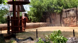 Thai zoo sprays animals with water as temperatures reach 40C