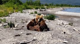 Brave wildlife videographer captures close-up footage of mother bear nursing her cubs
