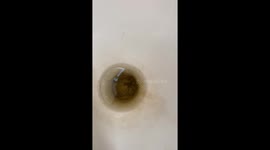 Man films painstaking rescue of baby octopus from boat toilet