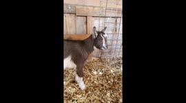 BABY GOATS