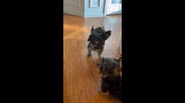 Differently Abled Puppy Playtime