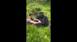 Gorilla settles next to tourist in heartwarming encounter in Uganda