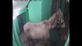 Siberian man attempts and fails to ride horse in apartment building