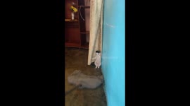 Venezuelan kitten hilariously battles broom