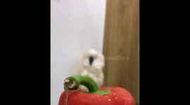 Cockatoo rejects red bell pepper and throws it in Masal, Iran