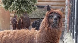 Zoo in Russia celebrates International Women's Day with special tour
