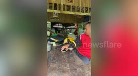 Great Hornbill bird stops border patrol officer from using phone while having coffee