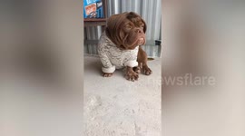 Pet American Bulldog wears different outfits with brown wig
