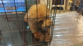 Pity dog tries to escape from cage in pet shop