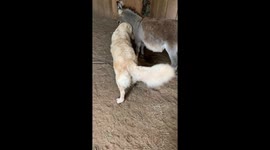 Donkey Cuddles With Golden Retriever