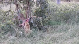 Leopard has it kill snatched by pack of brazen hyenas