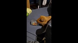 Guinea Pig Scatters Treats