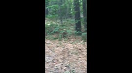 On July 18th 2018 I came across a rabbit while 4 wheeling and realized it was in distress. It cried out to me after I stopped to take a look.