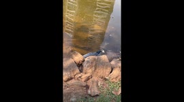 Bird Uses Bread To Fish
