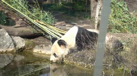 Austrian zoo expects to continue panda cooperation with China
