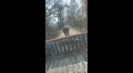Rhino chases safari vehicle for 1.5 km in Assam's Manas National Park , third consecutive incident in 3 days