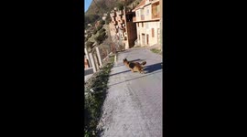 Canine curiosity: Marseille pup meets a goat for the first time