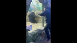 Jilin zoo: chimpanzee joins in on playful jumps with visitors