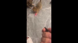 Kitten reaches new heights chasing laser pointer up wall