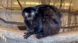 BLUE-EYED BLACK LEMUR SHOWING OFF HIS UNIQUE BLUE EYES!