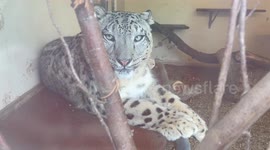 Introducing Shen Banham Zoo New Male Snow Leopard