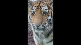 Up Close With The Truly Beautiful, Kash The Amur Tiger Cub!