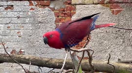 The Absolute Stunning Female Eclectus Parrot