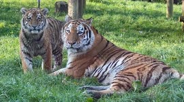 Amur Tiger Mum Mishka & Her 6 Month Old Cub, Kash, Spending Some Quality Mum & Son Time Together!