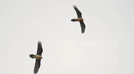 EPIC MAJESTIC RARE BEARDED VULTURES  FLIGHT AND FIGHT SEEN IN SWISS ALPS SLOWMOTION VIDEO