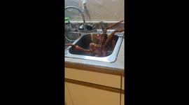 Giant Crab In the Sink