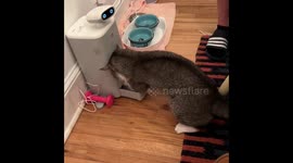 Impatient Cat Breaks His Robot Feeder