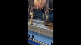 Dog Drinks Milk Straight From the Cow
