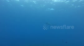 A Tiger Shark coming right at me and turning away at the last moment
