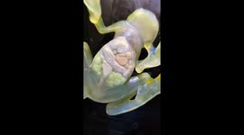 Watching A Glass Frog's Organs Through Transparent Skin