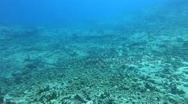A large school of Grey Reef Sharks doing what Grey Reef Sharks do