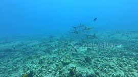 A large school of Grey Reef Sharks swimming around the reef.