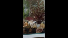 Entertaining crab playfully soars with shooting water in tank