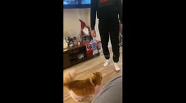 Playful kitty, Whiskey, gives leg a high five in Ukraine