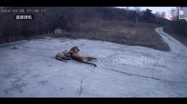 Four Siberian tigers roam through Chinese village leaving residents in fear