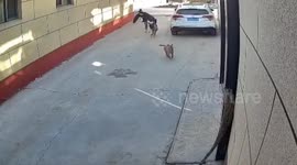 Pet dog stopped chasing dog to check on owner