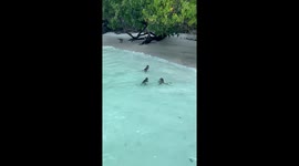 Monkeys swim on shallow beach as tourist boat approaches island