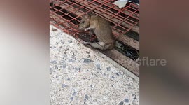 Kind passerby rescues rat with legs stuck in street drain cover