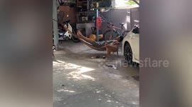 Clingy pet puppy hops into hammock to join his owner