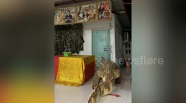 Scared Buddhist monk opens bathroom door with large fake crocodile outside