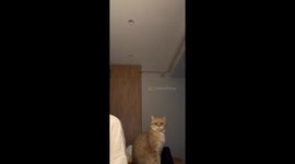 Feline duet: Efir the cat joins piano practice