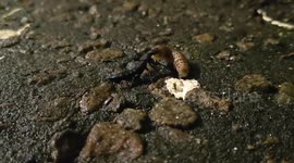 Tiresome battle between scorpion-like beetle and large moth larvae