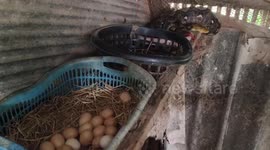 Gruesome moment python regurgitates chicken